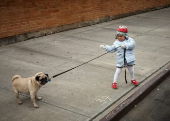 Wat moet je doen als je hond blaft naar kinderen?