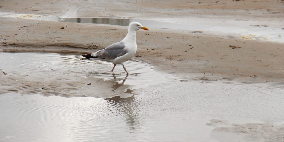 Groot-Brittannië uitwaaien in Zandvoort