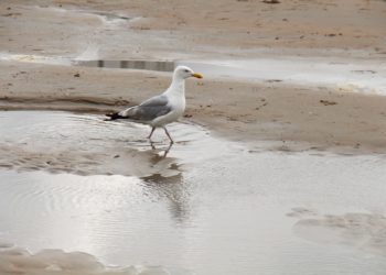 Groot-Brittannië uitwaaien in Zandvoort