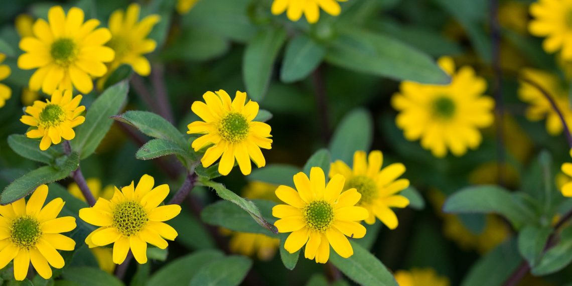 Minister van Engelshoven: “Corso’s moeten erfgoed worden”