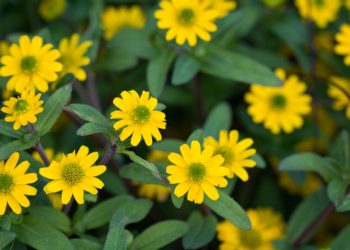 Minister van Engelshoven: “Corso’s moeten erfgoed worden”