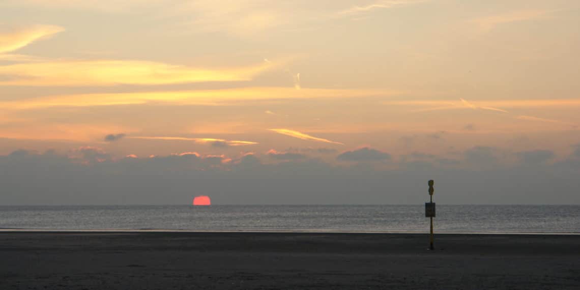 Dode wilde zwijnen gevonden op verschillende stranden in Noord en Zuid-Holland