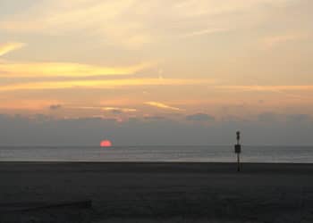 Dode wilde zwijnen gevonden op verschillende stranden in Noord en Zuid-Holland