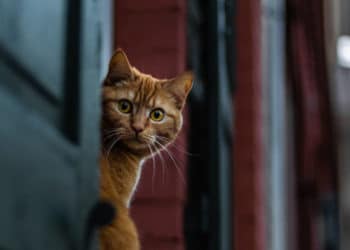 Help, de pels van mijn kat glimt niet meer!