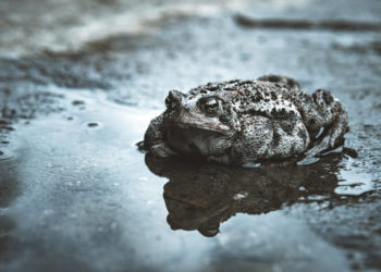 De paddentrek gaat weer beginnen