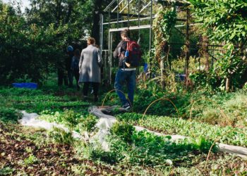 ‘Een moestuin op maat voor ieder tuiniertype’
