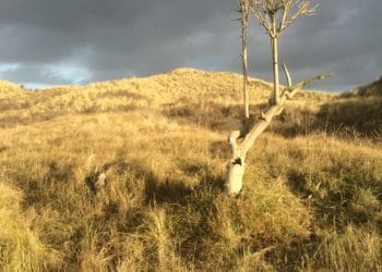 Provincie gaat aan de slag met terugdringen stikstof