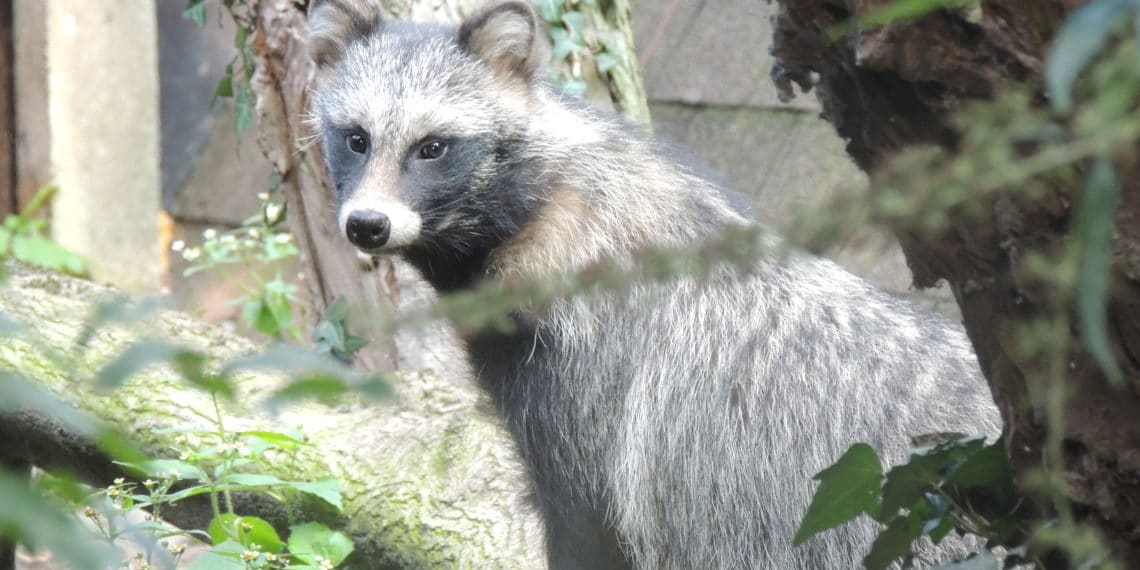 Heeft Artisklas last van het coronavirus?