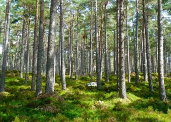 Haarlemmermeer 12.000 bomen rijker door EK