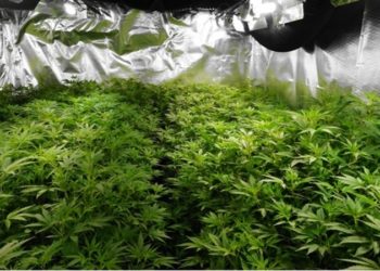 Hennepkwekerijen stelen jaarlijks tientallen miljoenen euro’s stroom