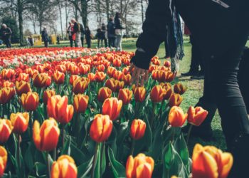 Een rondje met de helikopter over de bollenvelden