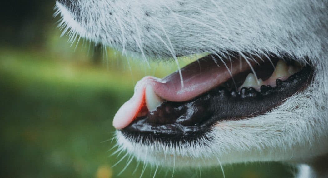Politiehond bezoekt inbreker in huisje van Center Parks