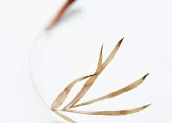 FloortjeLouise slaat handen ineen met imker om de bijen te redden