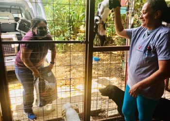 Stichting Dierenhulp vraagt aandacht voor problemen door de coronacrisis