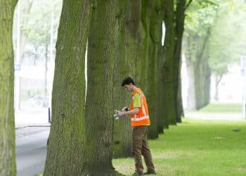 Iepen in Haarlem krijgen vaccin tegen iepziekte