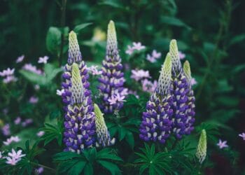 Meer groen langs de Rijksstraatweg