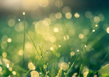 Groen langs de Rijksstraatweg