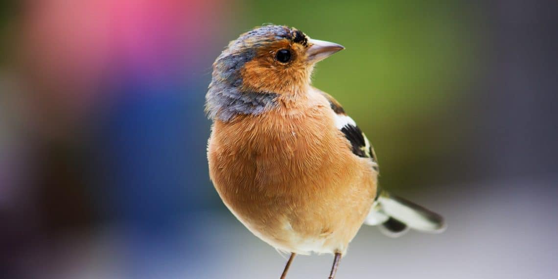 Haarlemse verkeersborden worden vogelhuisjes