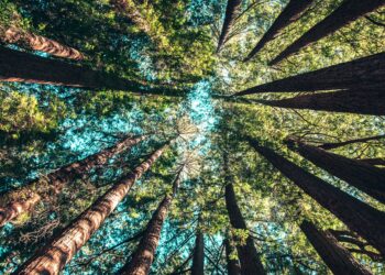 Wandeling door historisch Bennebroekbos