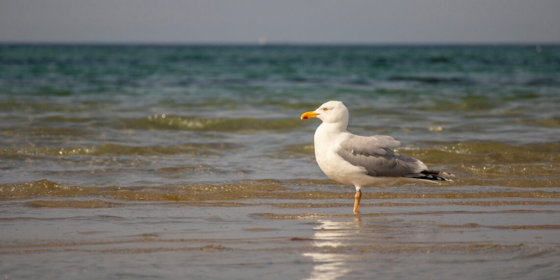 Groep opgelapte meeuwen wordt losgelaten op het strand