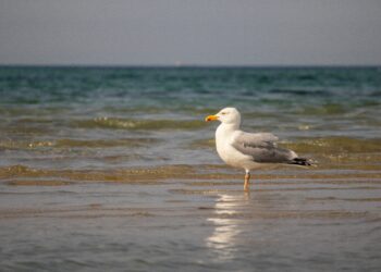 Groep opgelapte meeuwen wordt losgelaten op het strand