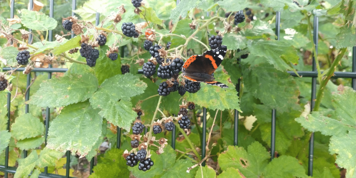 Haarlemse natuurproducten zijn voor iedereen