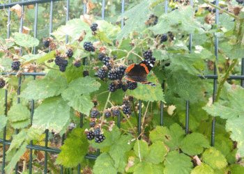 Haarlemse natuurproducten zijn voor iedereen