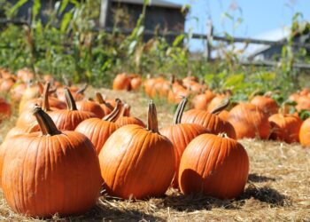 Haarlemse Herfstmarkt voor jong en oud