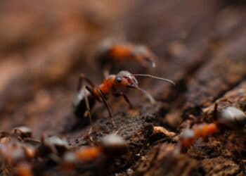 Waar verblijven insecten als het regent? – De Vraag van Vandaag