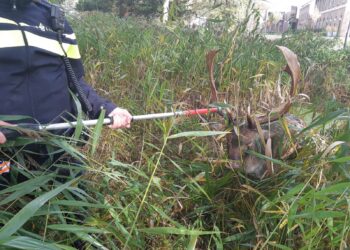 Politie Bloemendaal redt hert in nood uit sloot