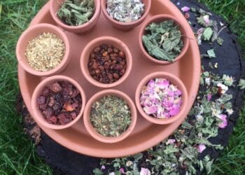 Nieuwe thee met kruiden uit Nationaal Park