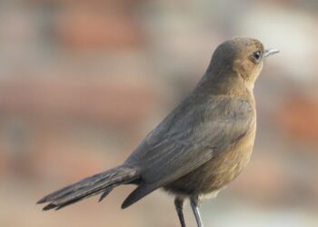 Welke trekvogels kun je nu spotten?