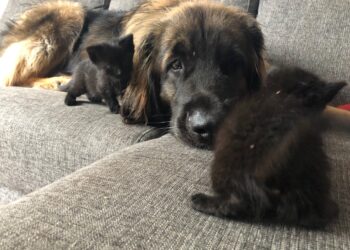 Hoe zorg je dat hond en kat samen slapen? – Arianes Spreekuur