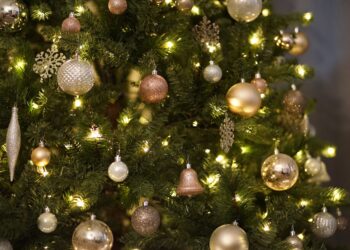 Nu al vraag naar kerstbomen in Haarlem en omgeving