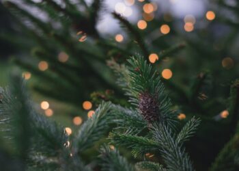 Haarlem vanaf zondag weer extra sfeervol verlicht