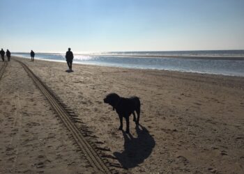 Honden weer welkom op het Zandvoortse strand