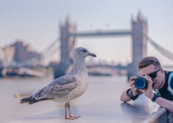 Fotowedstrijd van het Vogelhospitaal