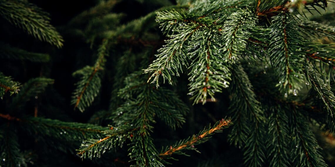 Haarlemse brasserie doorbreekt sleur met kerstbomen