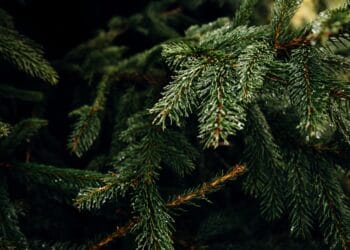 Haarlemse brasserie doorbreekt sleur met kerstbomen