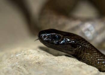 Drugsbaron de Zwarte Cobra via Schiphol weer in Nederland