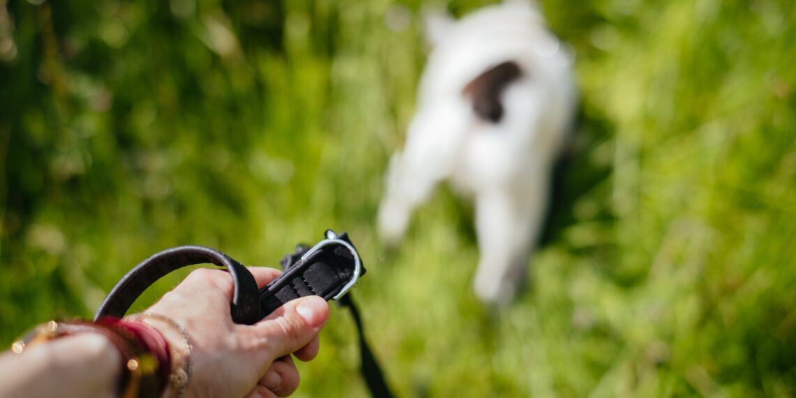 Haarlemse politie waarschuwt voor gif, zeker een hond overleden