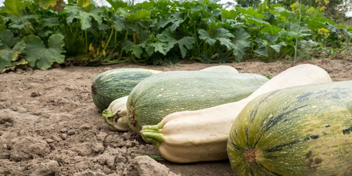 Bio-boodschappen doen in de Haarlemmer Kweektuin