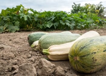 Bio-boodschappen doen in de Haarlemmer Kweektuin
