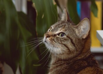 Hoe werkt het paren bij honden en katten? – Arianes Spreekuur