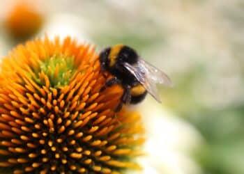 Smart Beeing en Imkervereniging Haarlem e.o. herintroduceren zwarte bij.