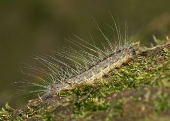 Eikenprocessierups vindt nieuwe vijand in de sluipwesp
