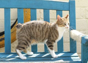 Hoeveel last hebben honden en katten ervan als ze geen staart meer hebben? – Arianes Spreekuur