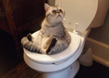 Hoe kan je een kat iets aan of af leren? – Arianes spreekuur