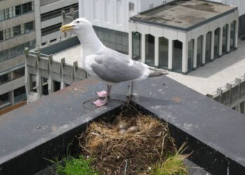 Meeuwenoverlast in Haarlem. ”Het is heel belangrijk om goed je vuilnis op te ruimen wil je overlast voorkomen”