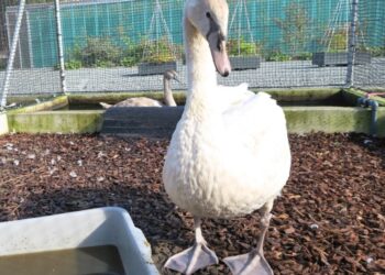 Vogelhospitaal Haarlem bestaat 65 jaar, help mee een nieuw bassin te maken